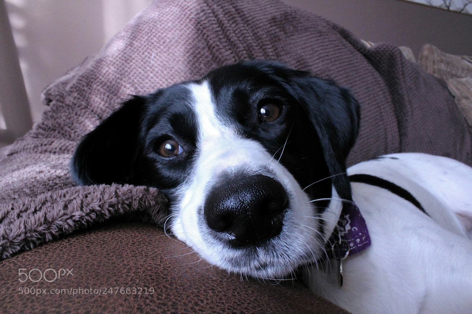 Canon EOS 1300D (EOS Rebel T6 / EOS Kiss X80) sample photo. A dogs life photography