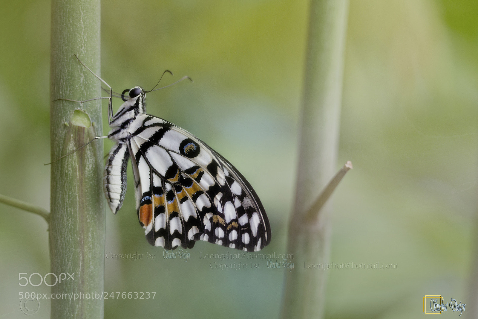 Canon EOS 60D sample photo. The lime butterfly photography