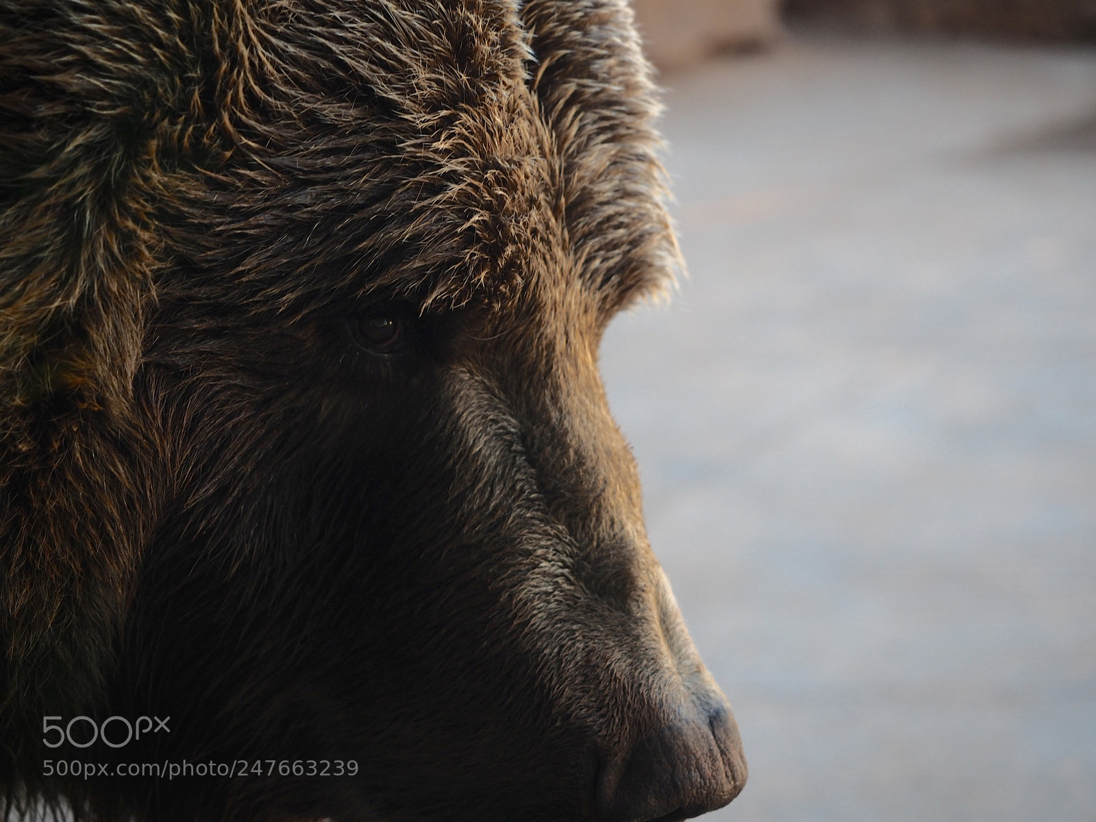 Olympus OM-D E-M5 II sample photo. Bear thinking photography