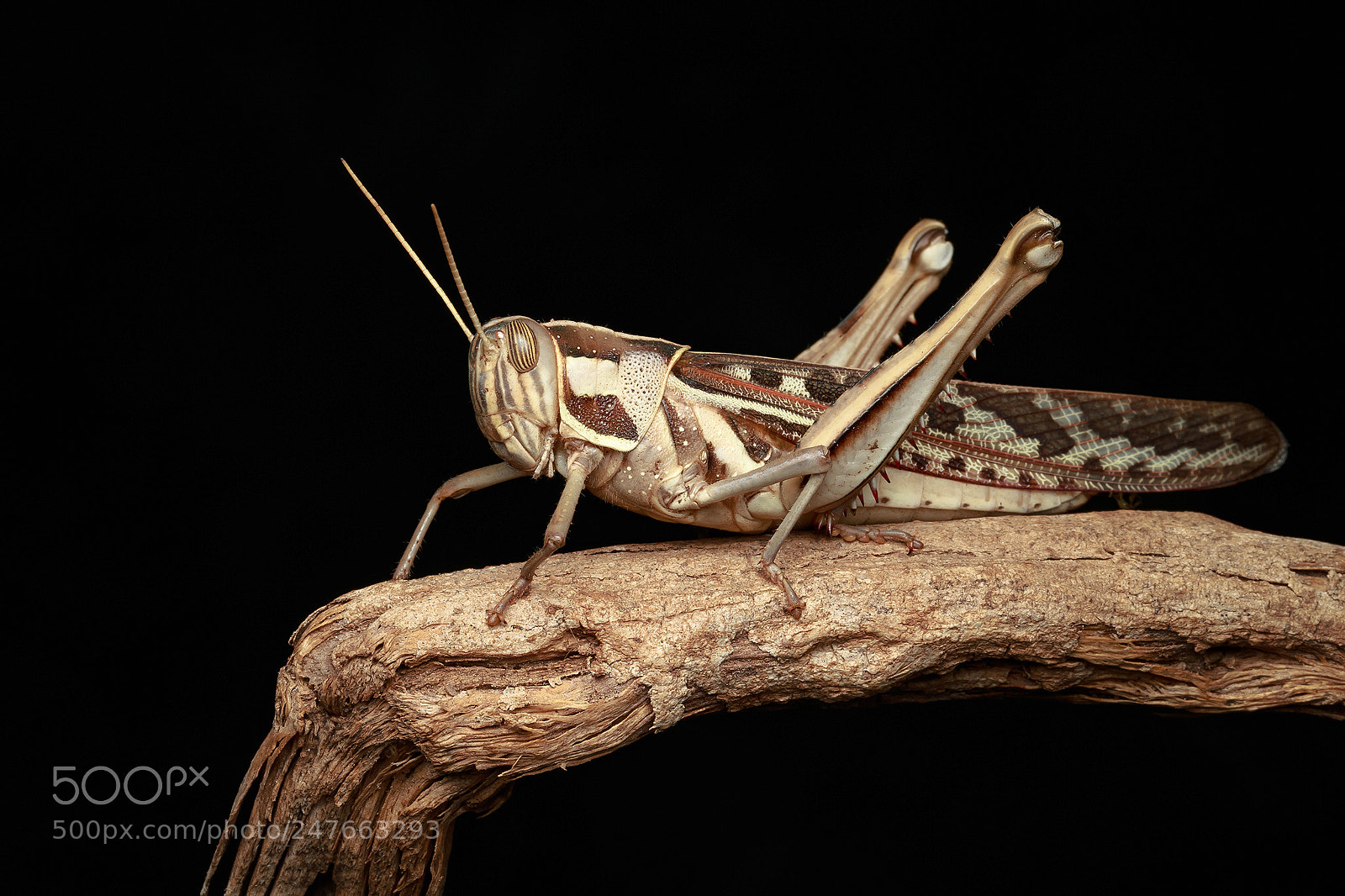 Canon EOS-1D X sample photo. Grass hopper photography