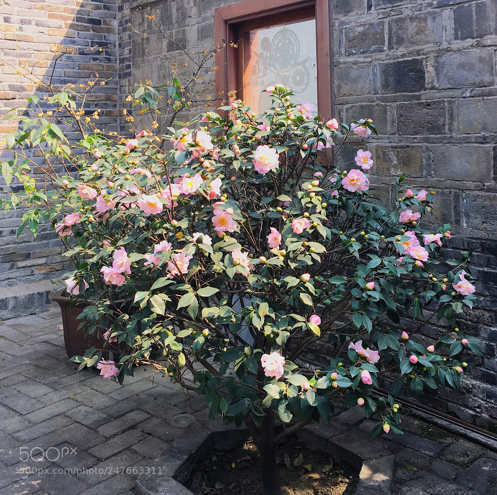 Apple iPhone 6s sample photo. Camellia japonica l. photography