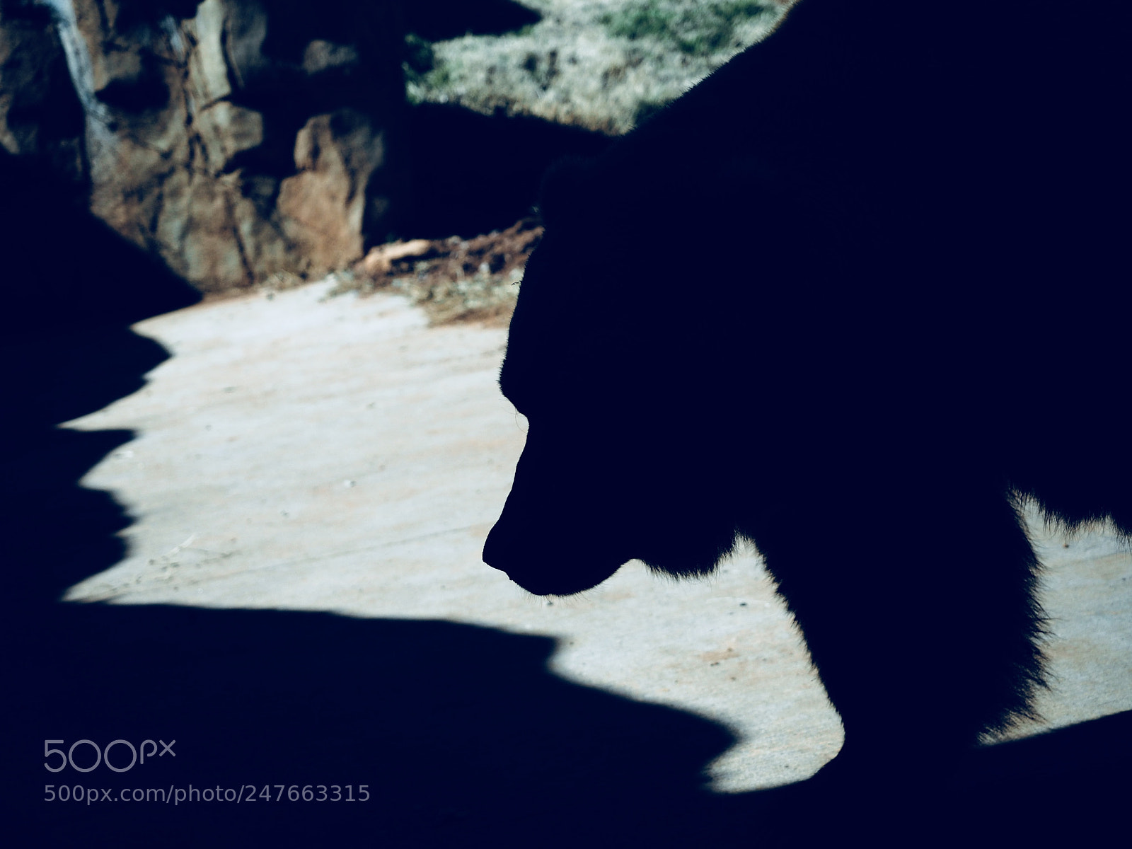 Olympus OM-D E-M5 II sample photo. Hidden bear photography