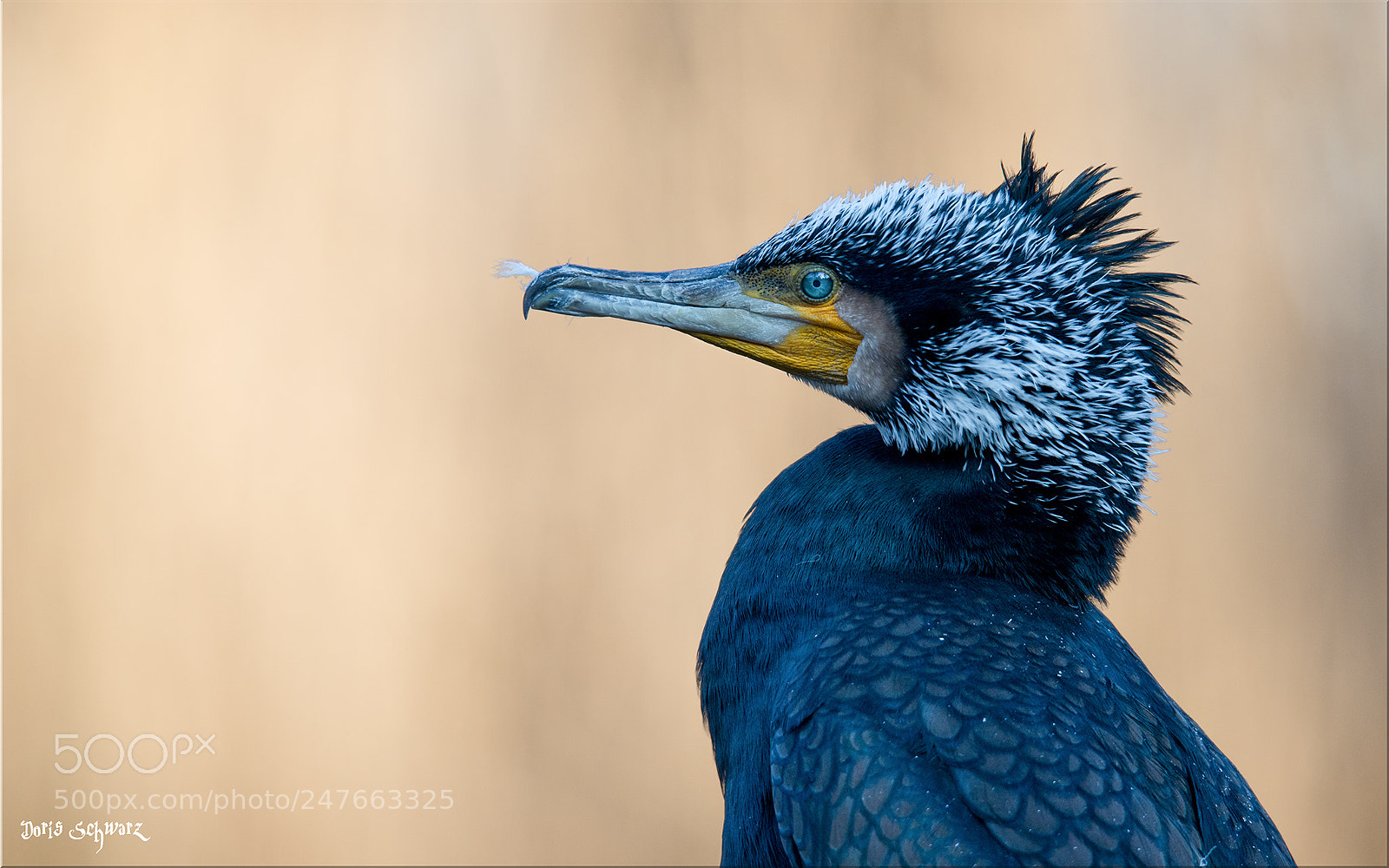 Nikon D610 sample photo. Kormoran photography