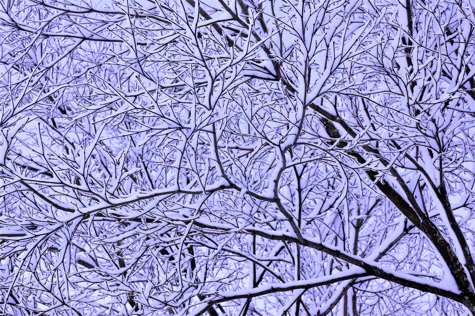 Canon EOS 60D sample photo. Snow trees -- 雪挂 photography