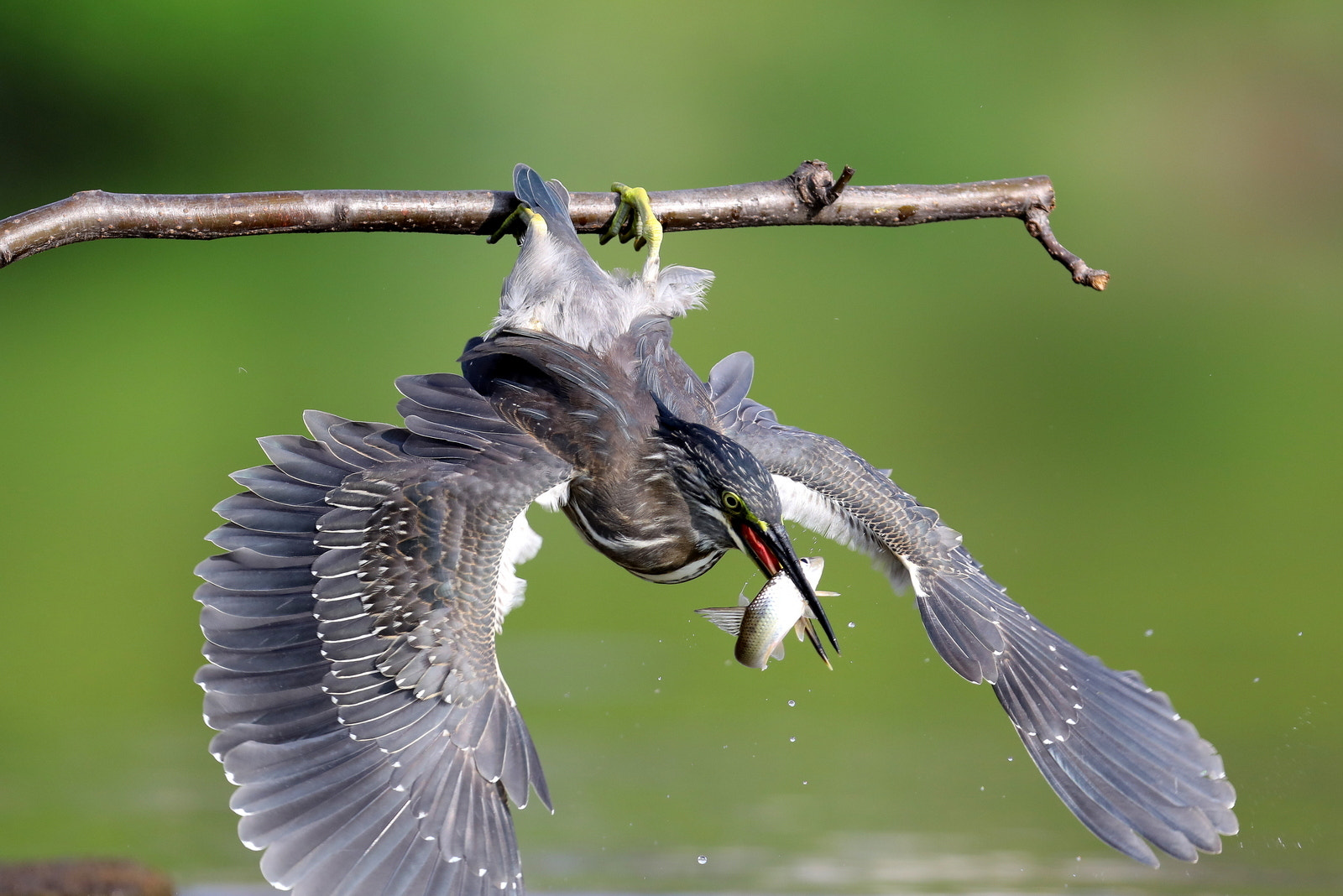 Canon EOS 5D Mark IV + Canon EF 600mm f/4L IS sample photo. 검은댕기해오라기 photography