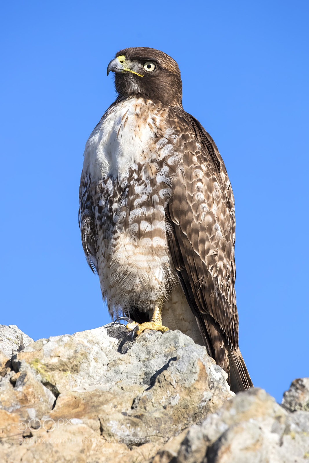 Canon EOS 5DS R sample photo. Red-tailed hawk along the photography