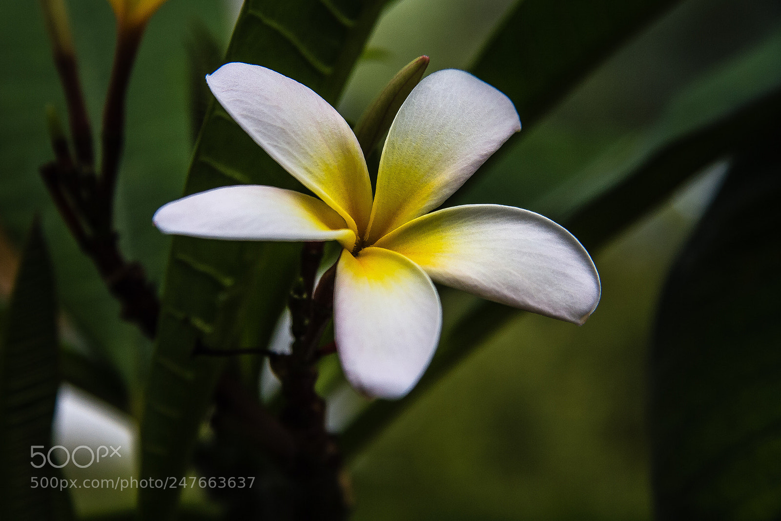 Canon EOS 60D sample photo. Plumeria sp photography