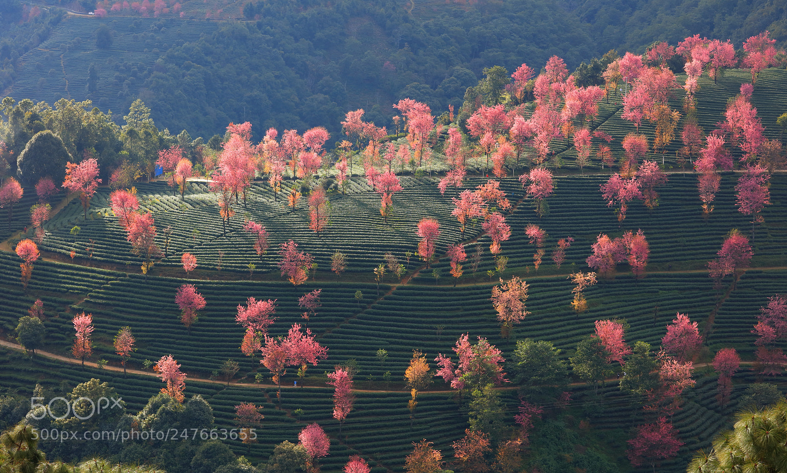 Canon EOS 5DS R sample photo. 南涧樱花谷 photography