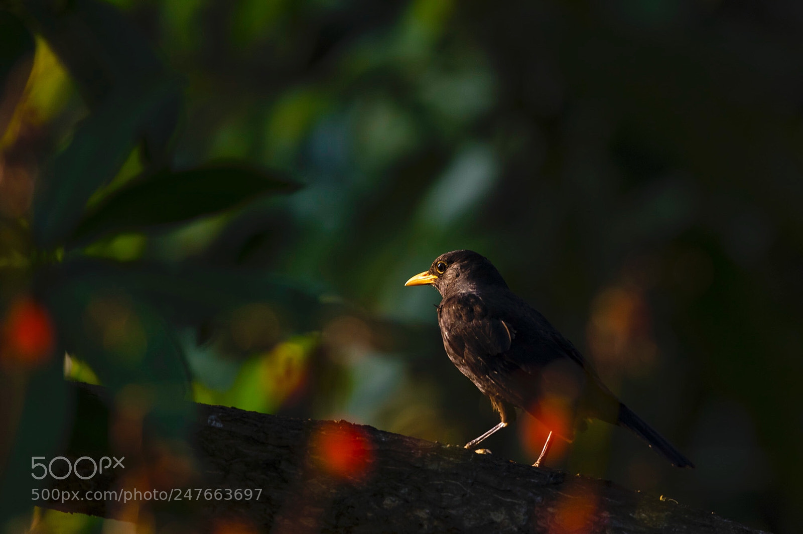 Canon EOS 5DS R sample photo. Untitled photography