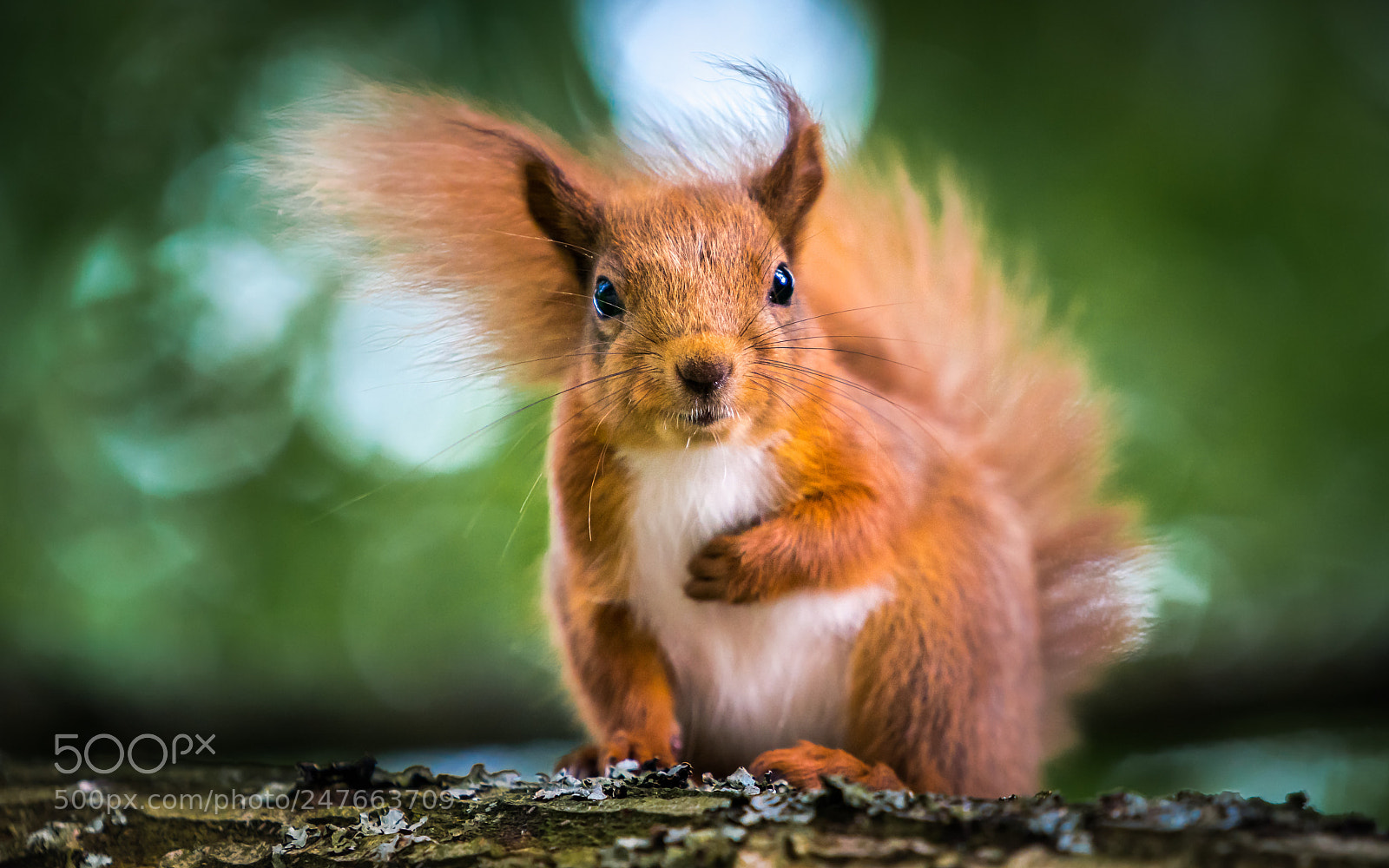 Sony a9 sample photo. Red squirrel photography