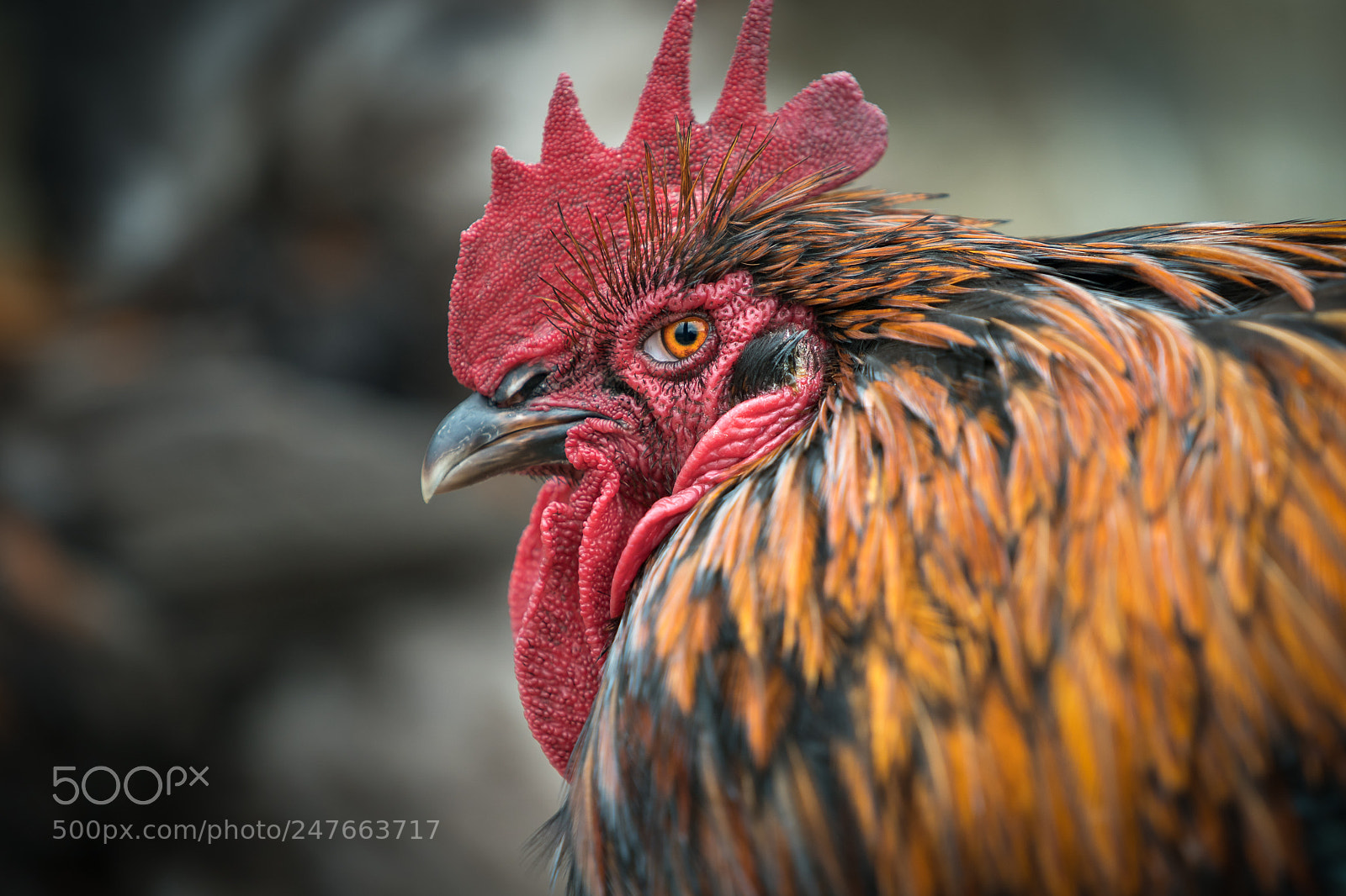 Sony a9 sample photo. Red rooster photography