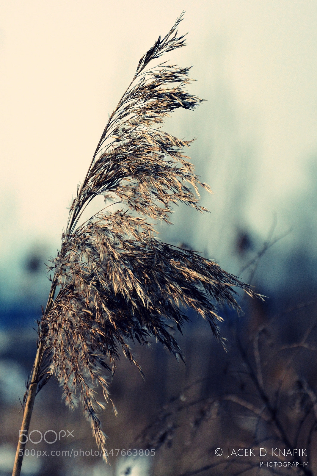 Nikon D7100 sample photo. G photography