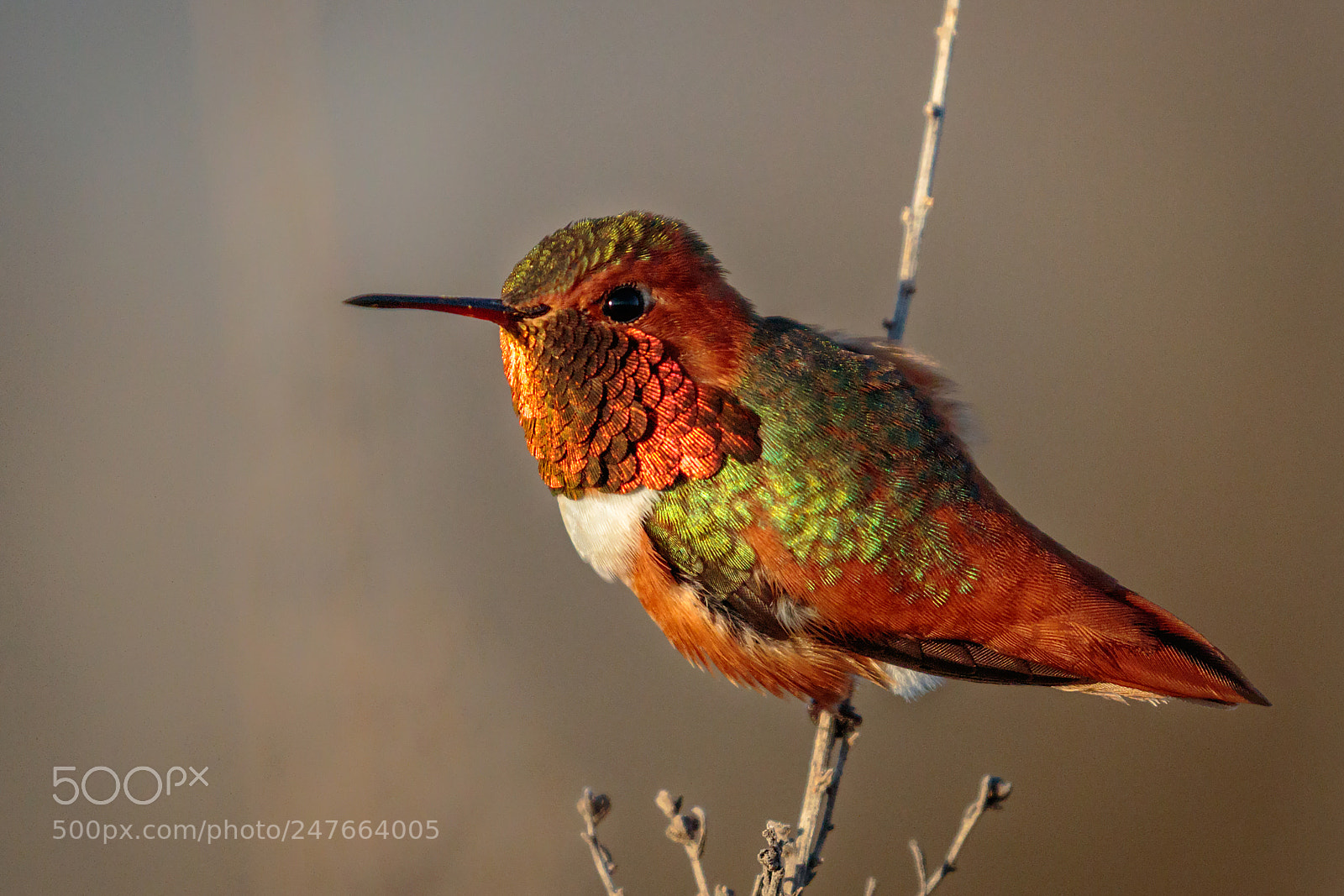 Canon EOS 7D Mark II sample photo. Male anna's at sunset photography
