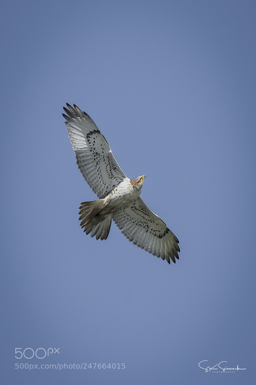 Nikon D850 sample photo. Ferruginous hawk photography