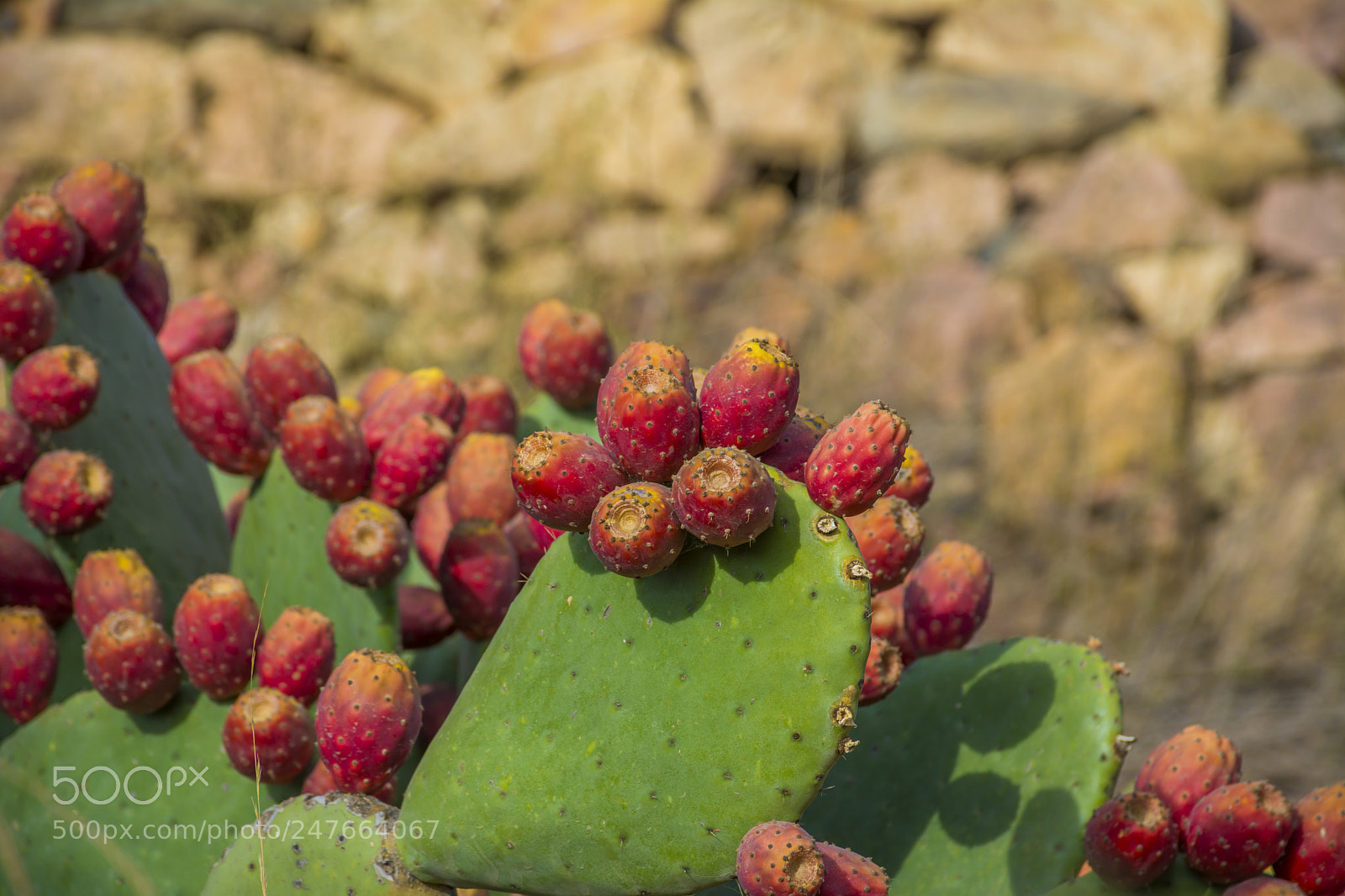 Nikon D7100 sample photo. Prickly pear photography
