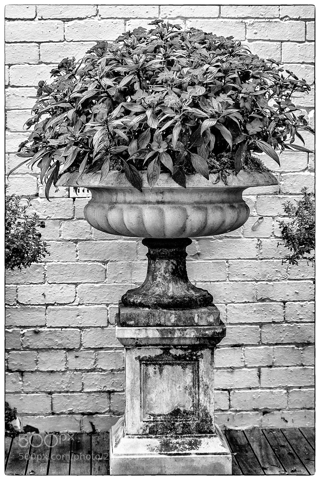 Olympus OM-D E-M1 sample photo. On a pedestal photography
