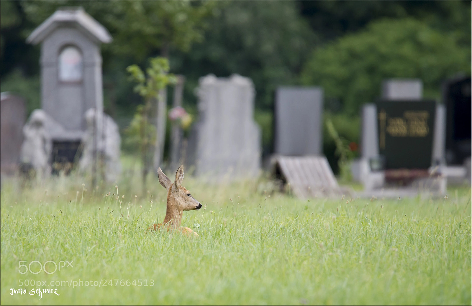 Nikon D610 sample photo. Zentralfriedhof photography