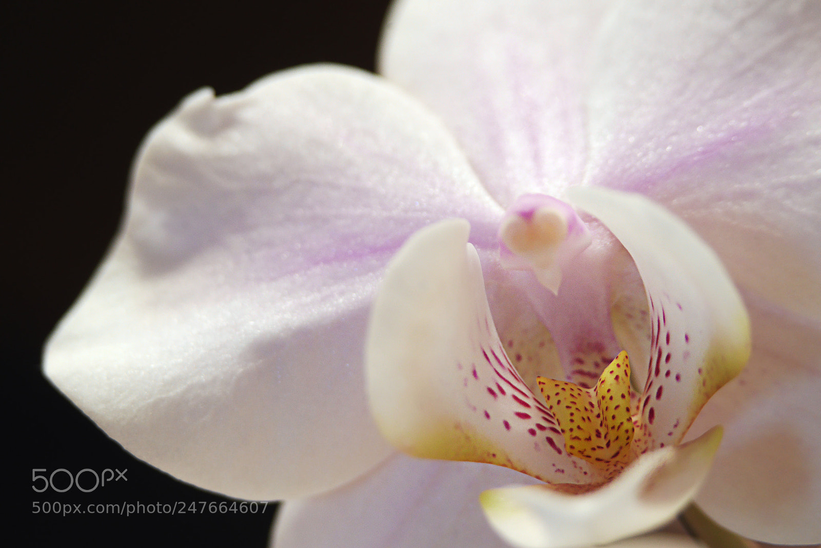 Panasonic Lumix DMC-GX7 sample photo. Untitled photography