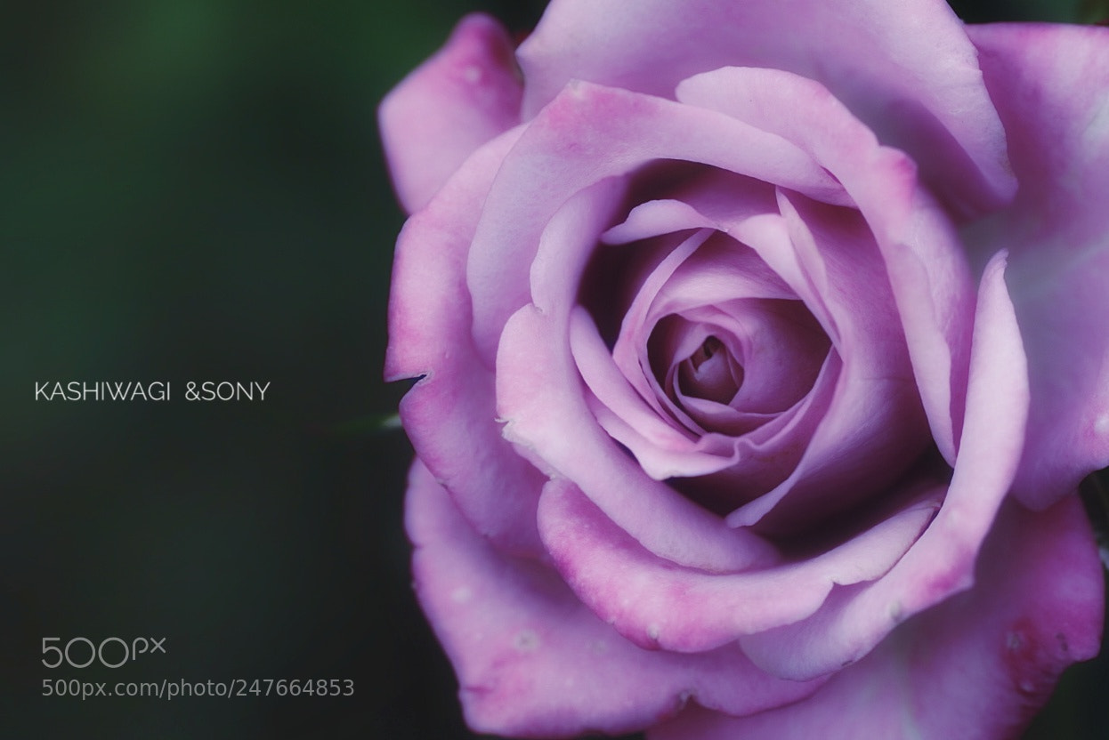 Sony a7 II sample photo. Blue ovation / netherlands 2000 photography