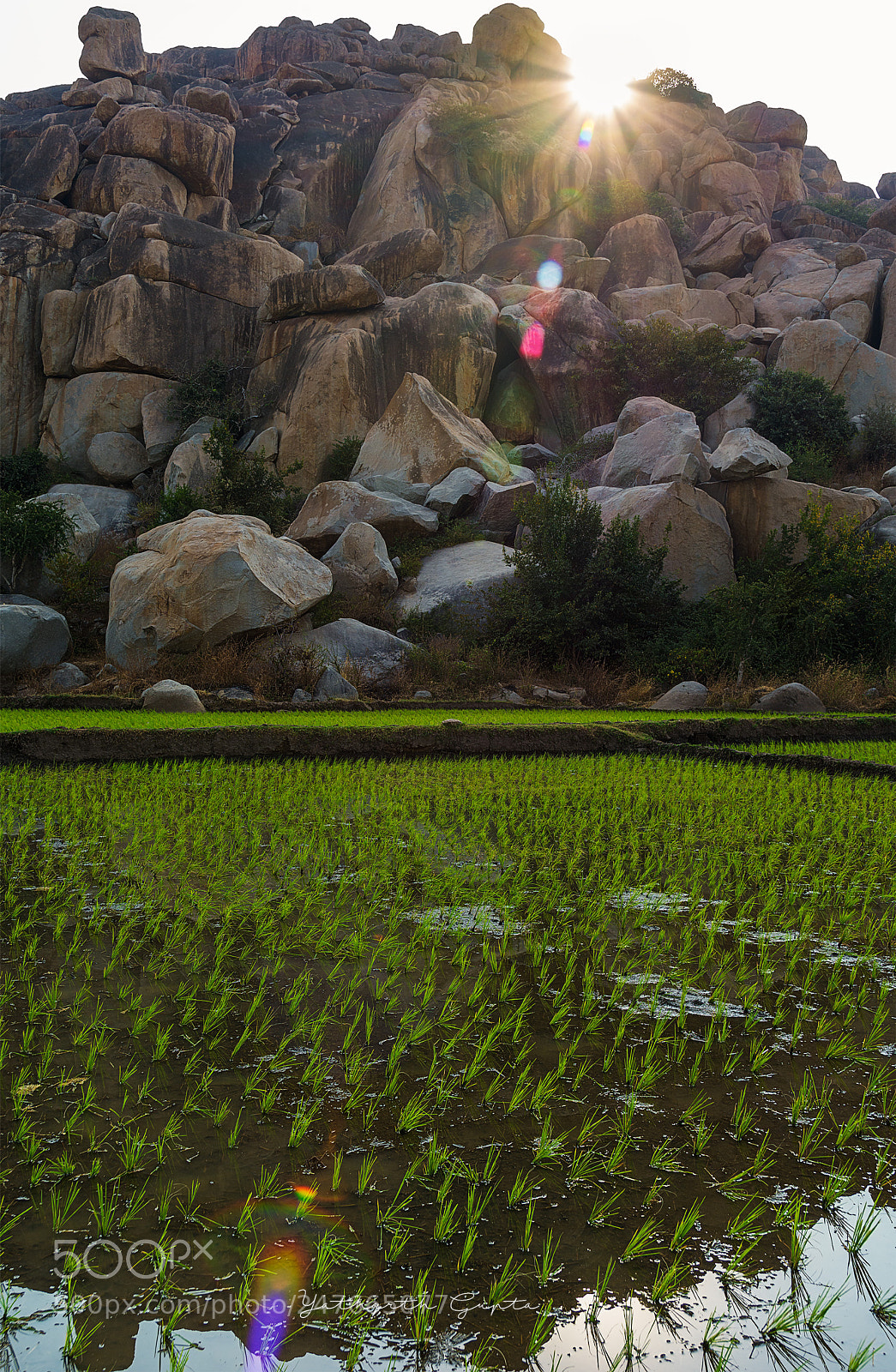 Nikon D7200 sample photo. Viridescent photography