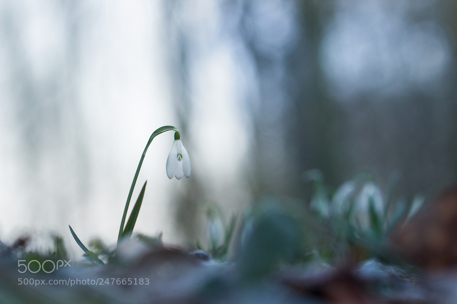 Canon EOS 600D (Rebel EOS T3i / EOS Kiss X5) sample photo. Perce-neige photography