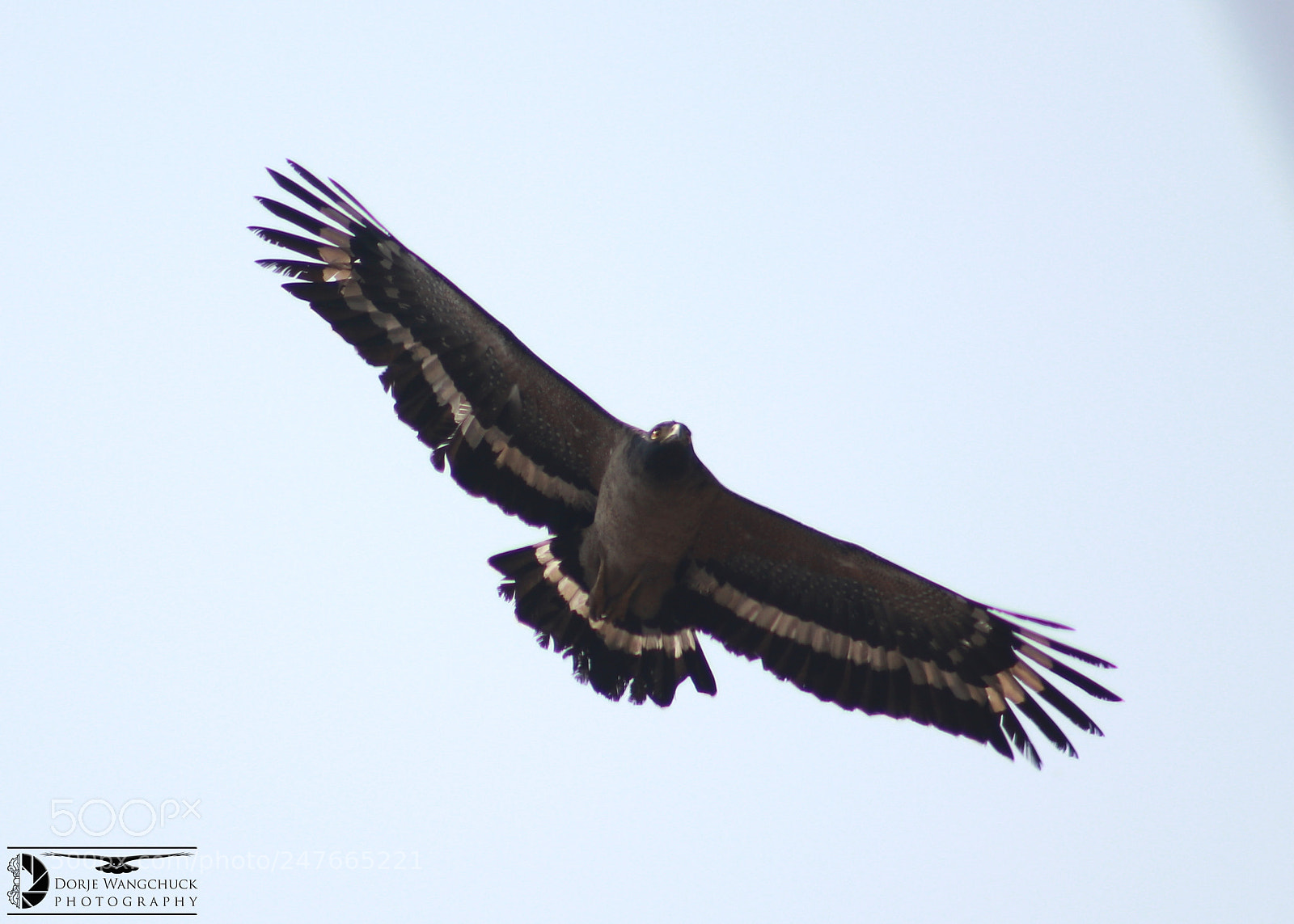 Canon EOS 80D sample photo. Crested serpent eagle photography