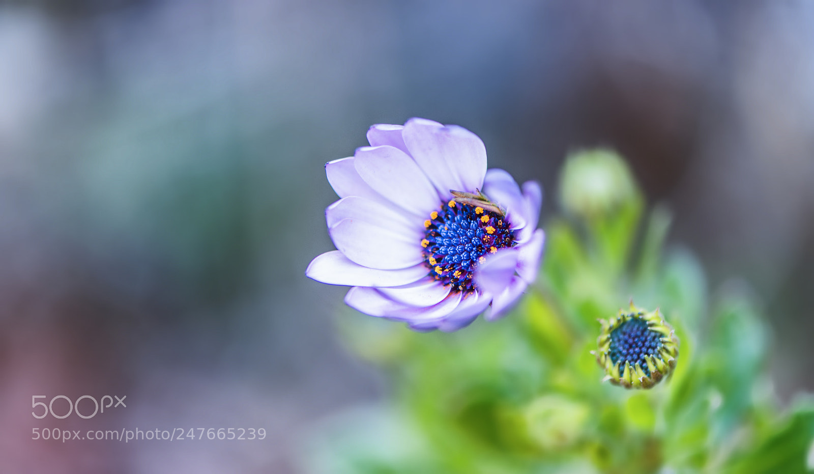 Nikon D850 sample photo. Two of spring ... photography