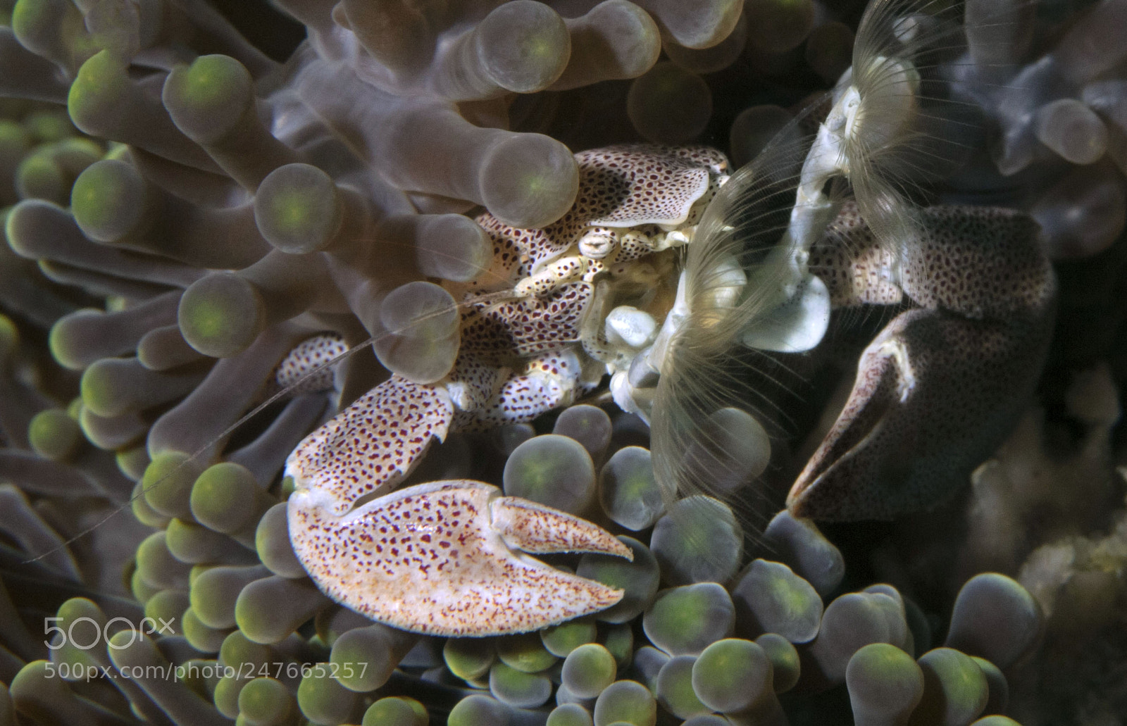 Canon EOS 5DS R sample photo. Porcelain crab (neopetrolisthes maculatus) photography