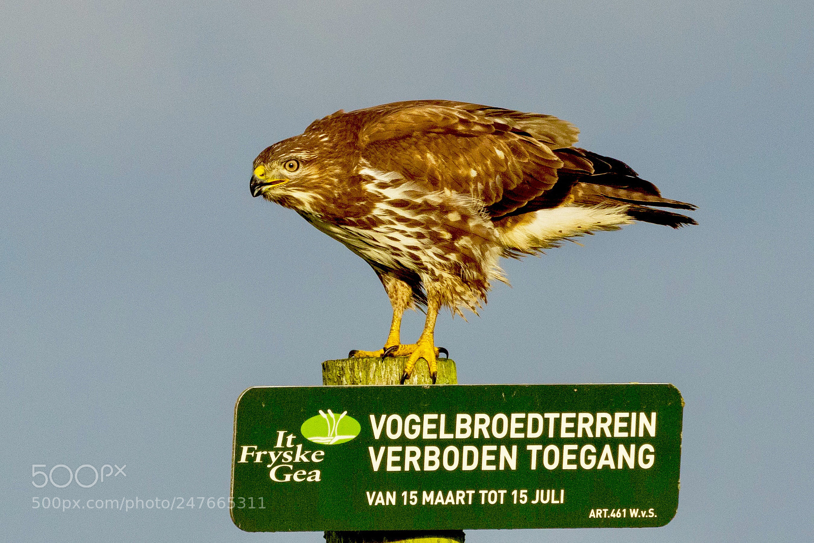 Canon EOS 7D Mark II sample photo. Buzzard .......... it is photography