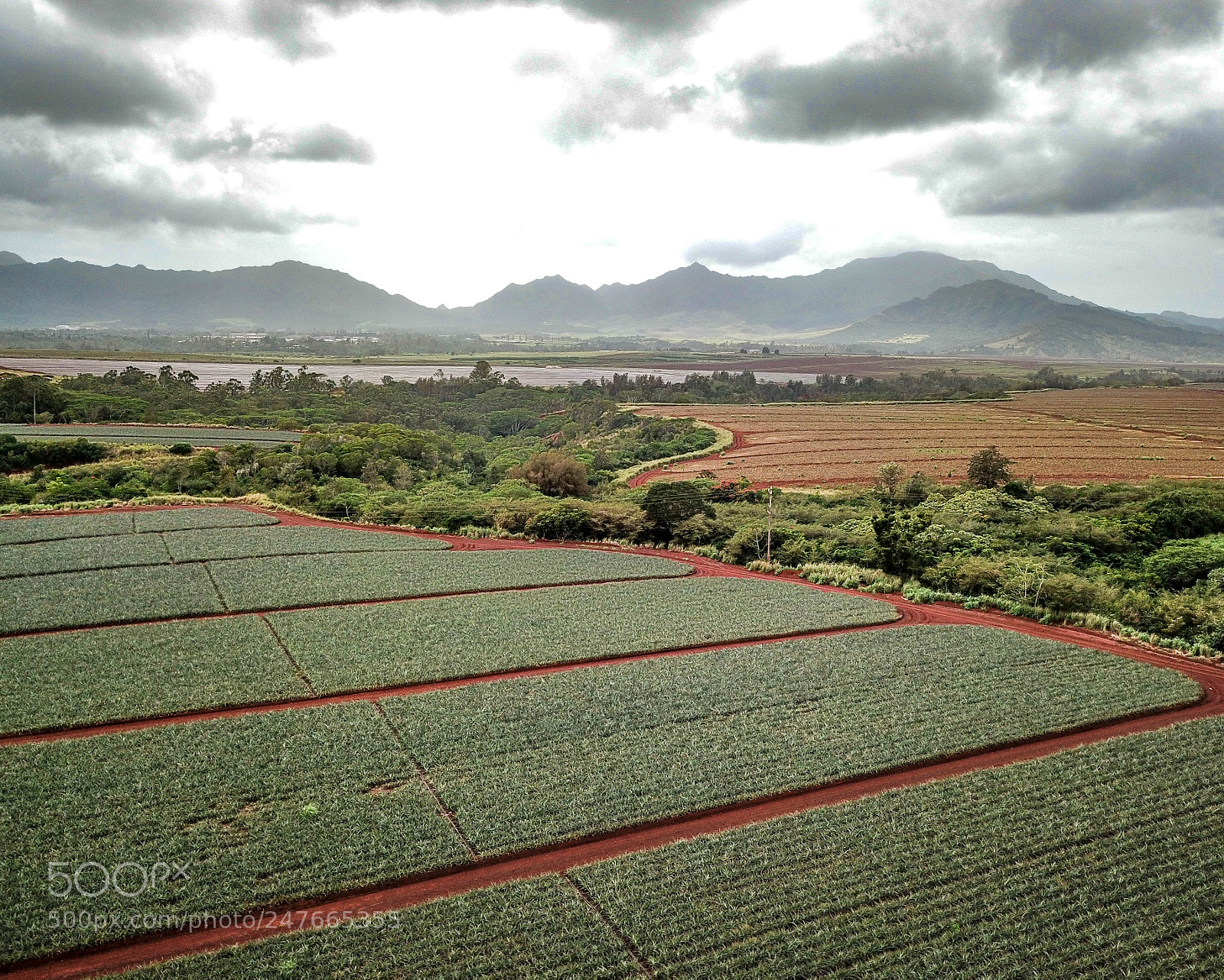 DJI FC220 sample photo. Pineapple field photography