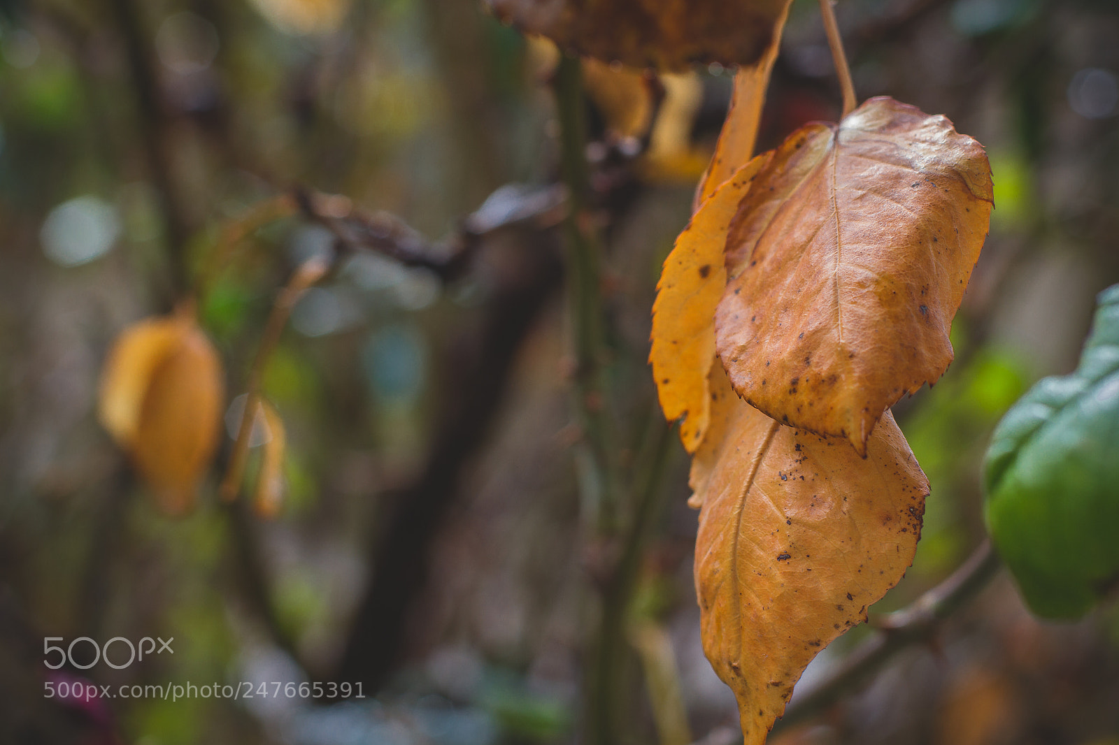 Canon EOS 7D sample photo. Untitled photography