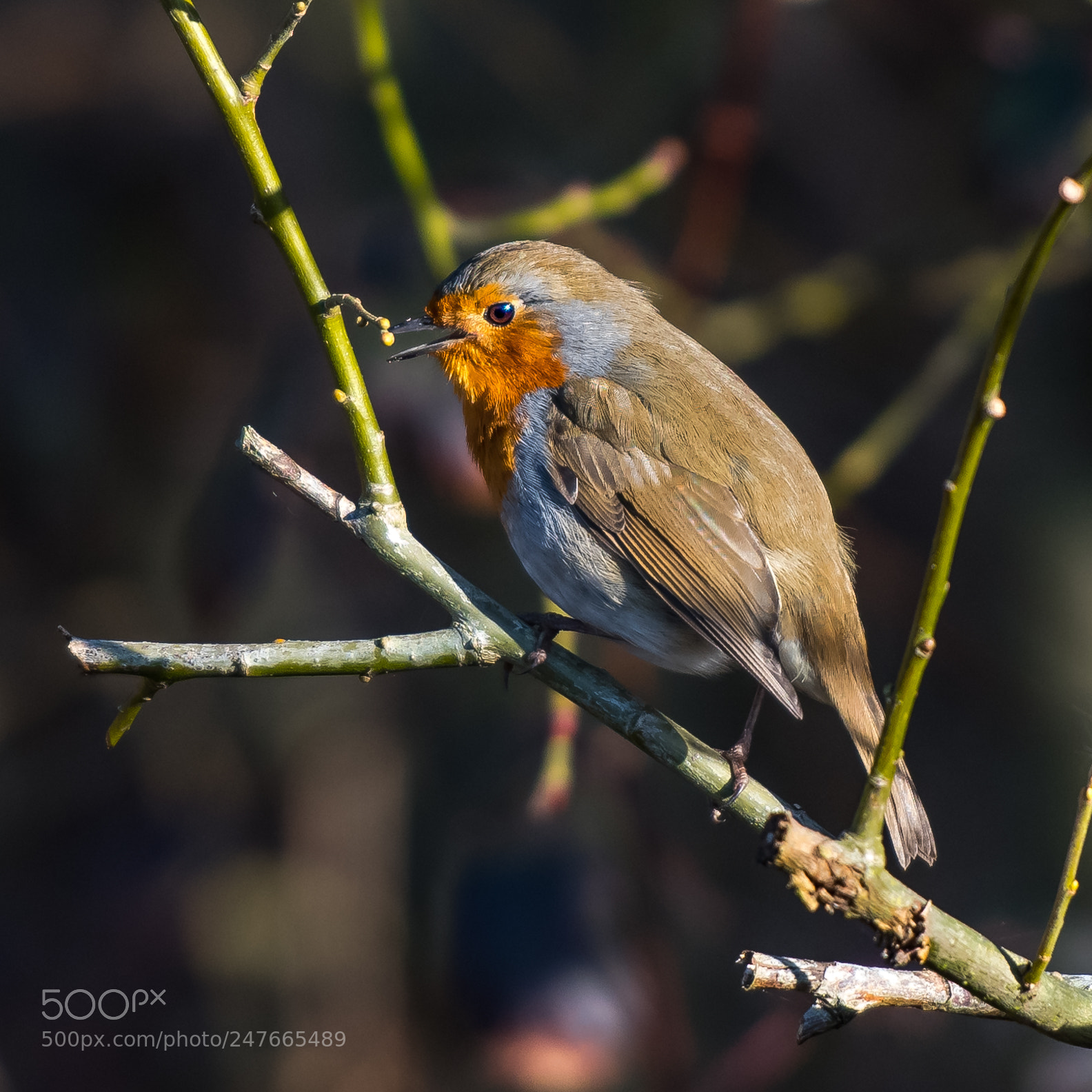Nikon D850 sample photo. Remarkable robin photography