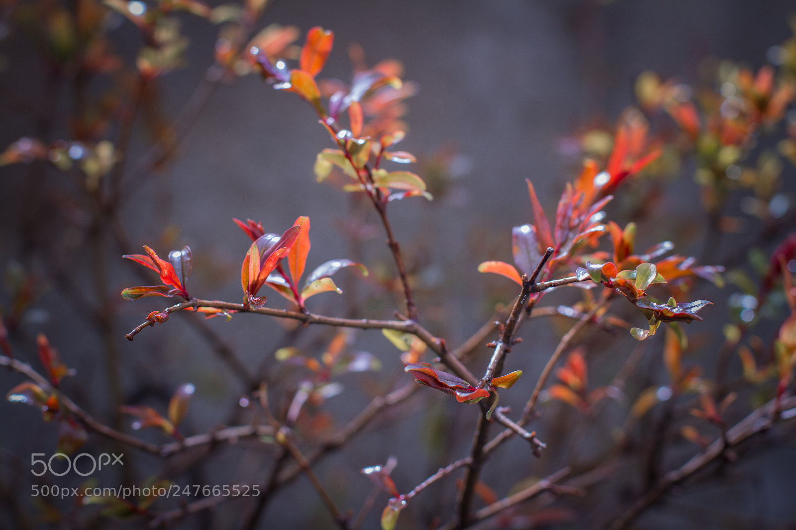 Canon EOS 7D sample photo. A small pomegranate tree photography