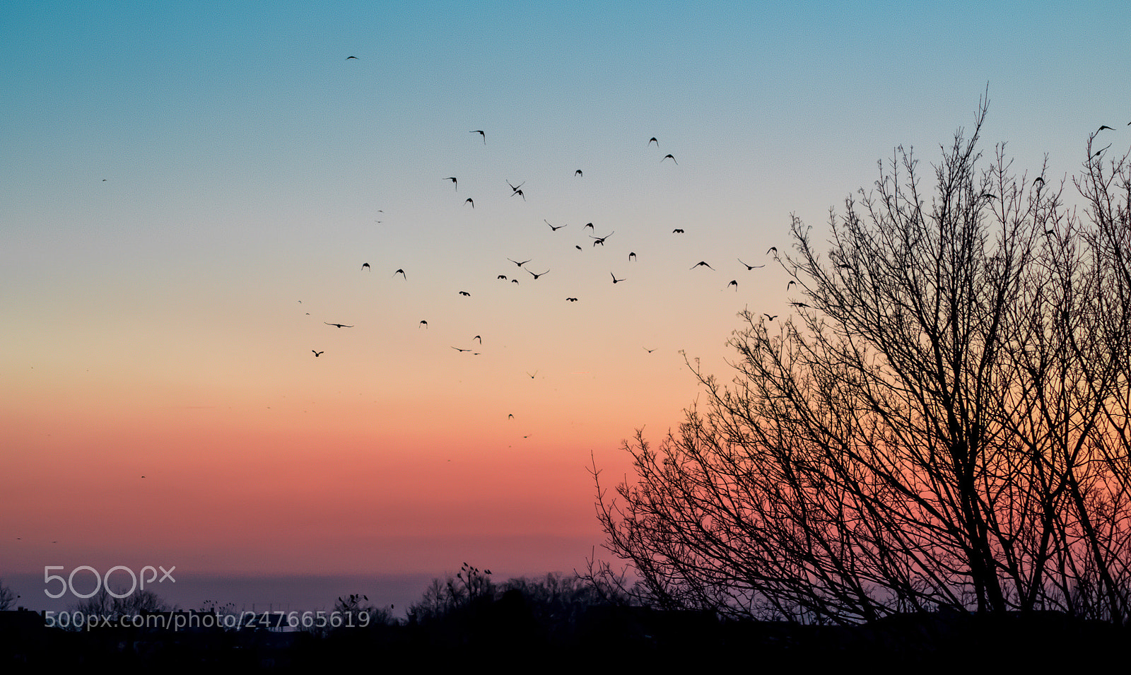 Nikon D3100 sample photo. Free birds photography