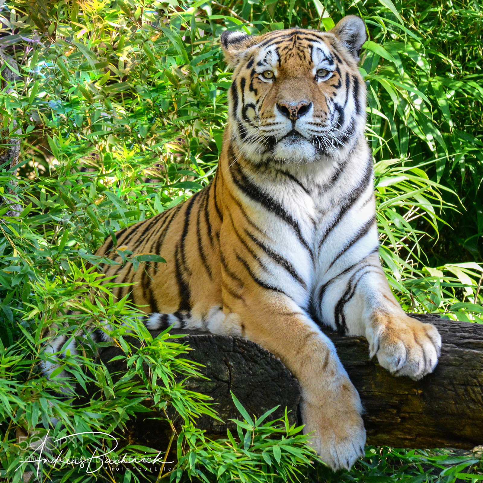 Nikon D5200 sample photo. Tiger, tiger, burning bright, ..... photography