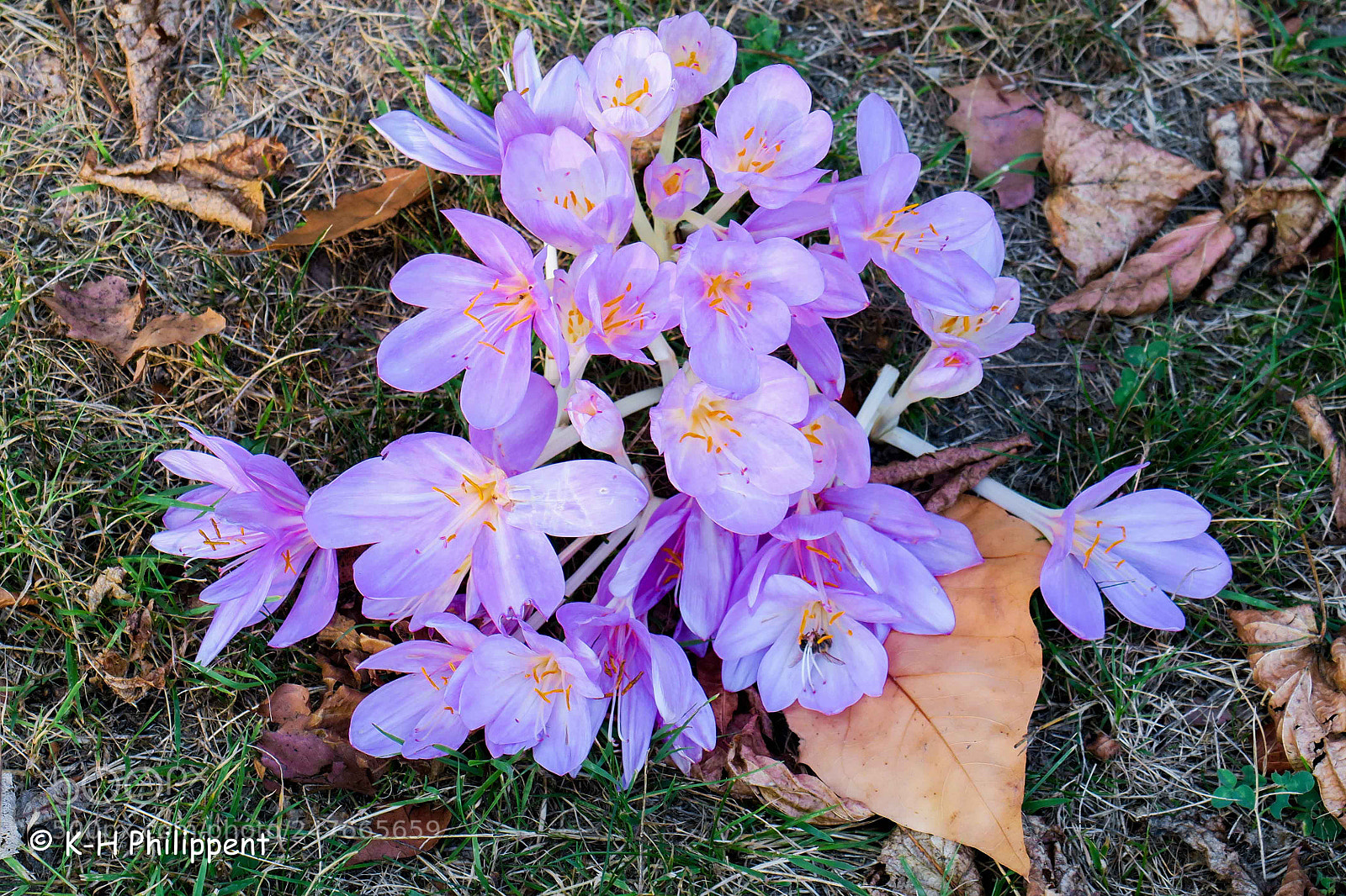 Canon PowerShot G3 X sample photo. Kassel germany , botanical photography