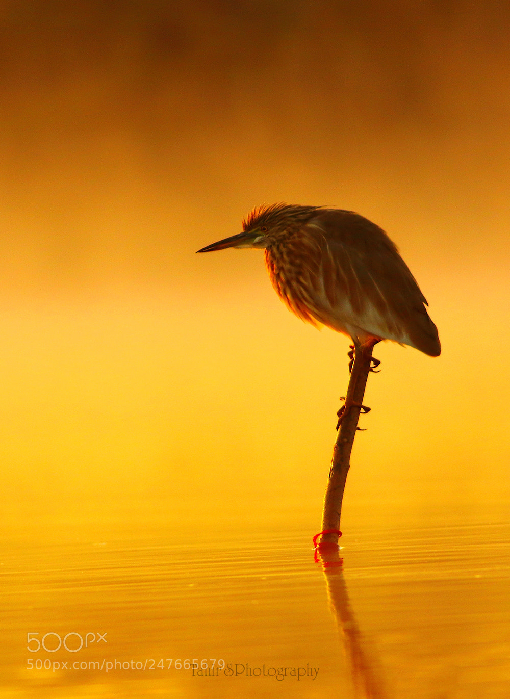 Canon EOS 7D Mark II sample photo. Bird in misty morning photography