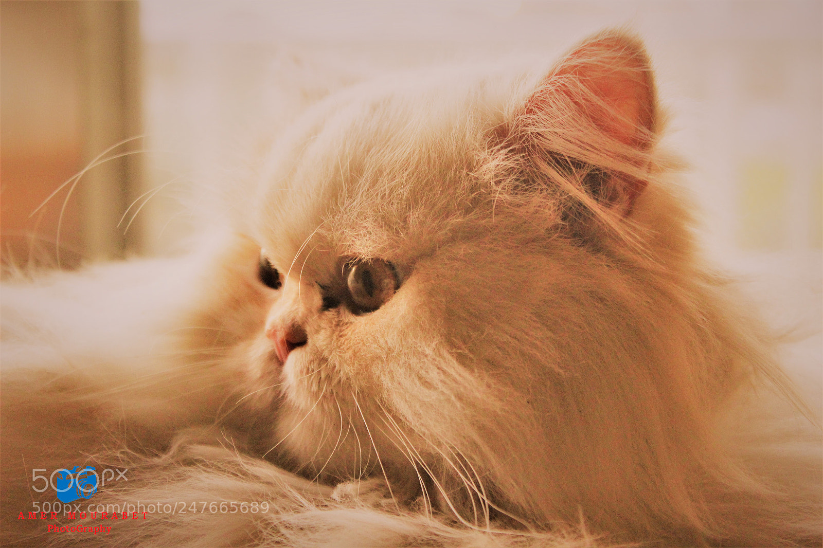 Canon EOS 600D (Rebel EOS T3i / EOS Kiss X5) sample photo. Beso photography