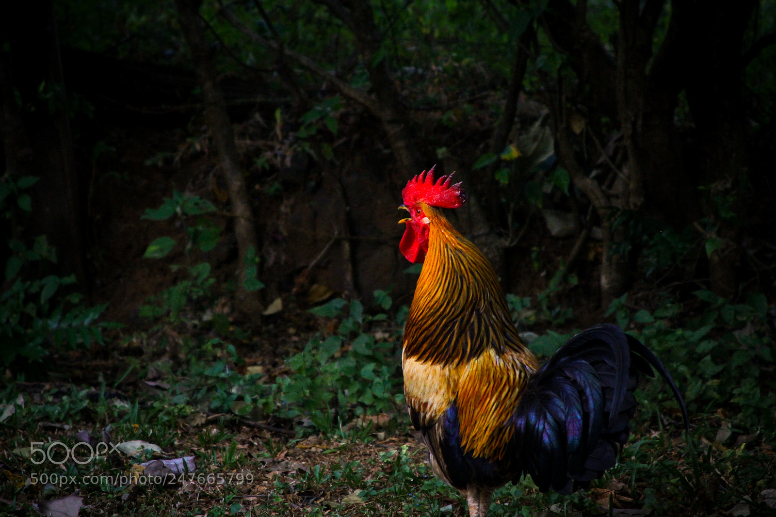Canon EOS 7D sample photo. The rooster photography