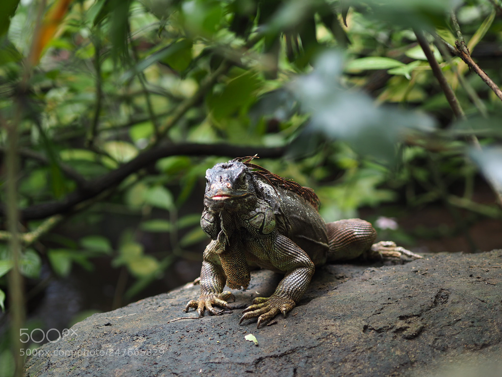 Olympus PEN E-PL7 sample photo. Iguana photography