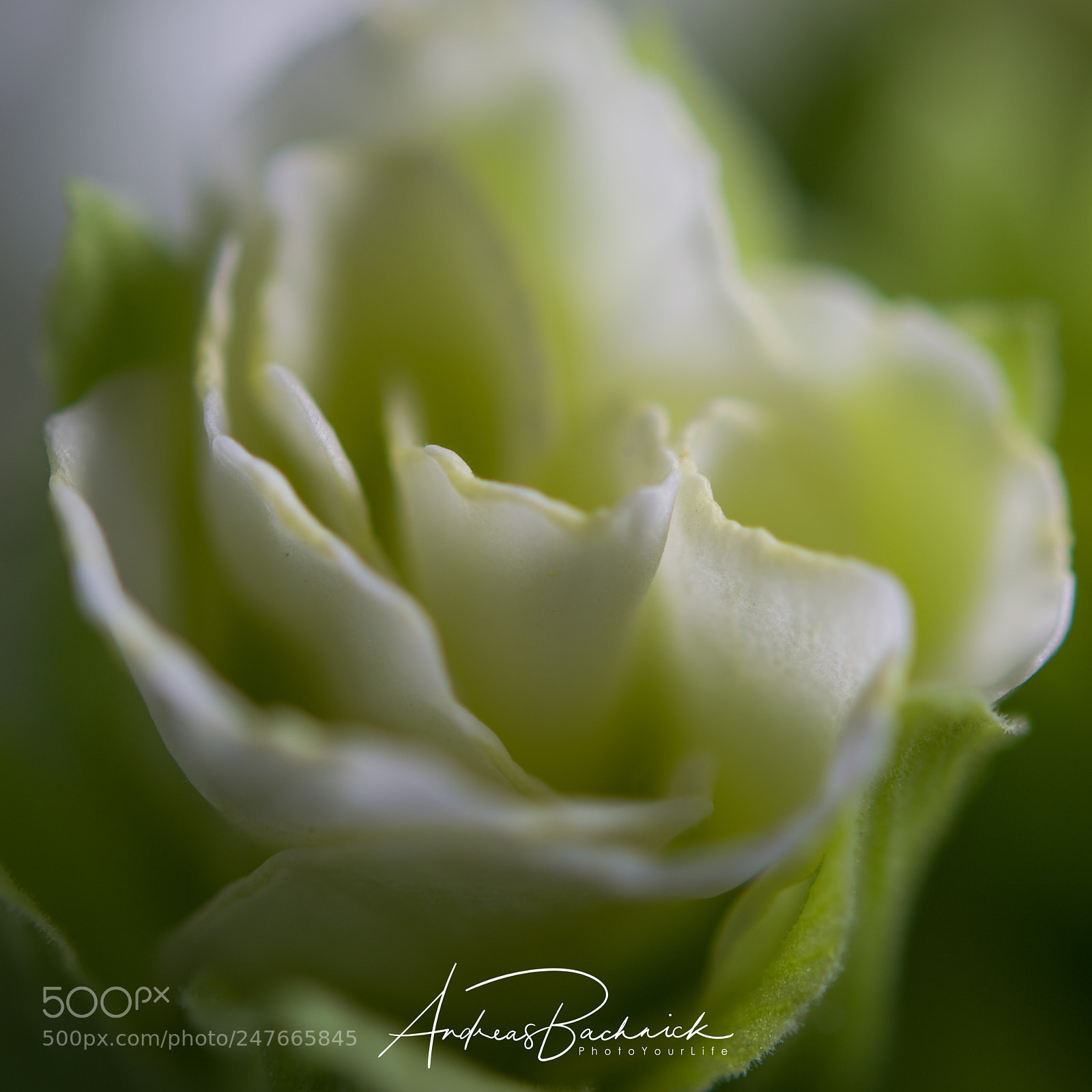 Nikon D5200 sample photo. Silky white photography