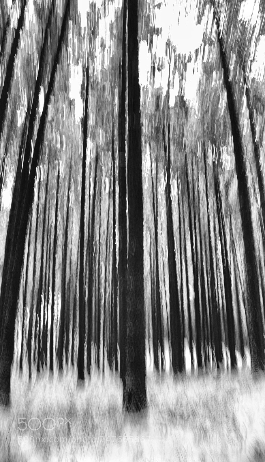 Panasonic Lumix DMC-FZ1000 sample photo. Vertical bw photography