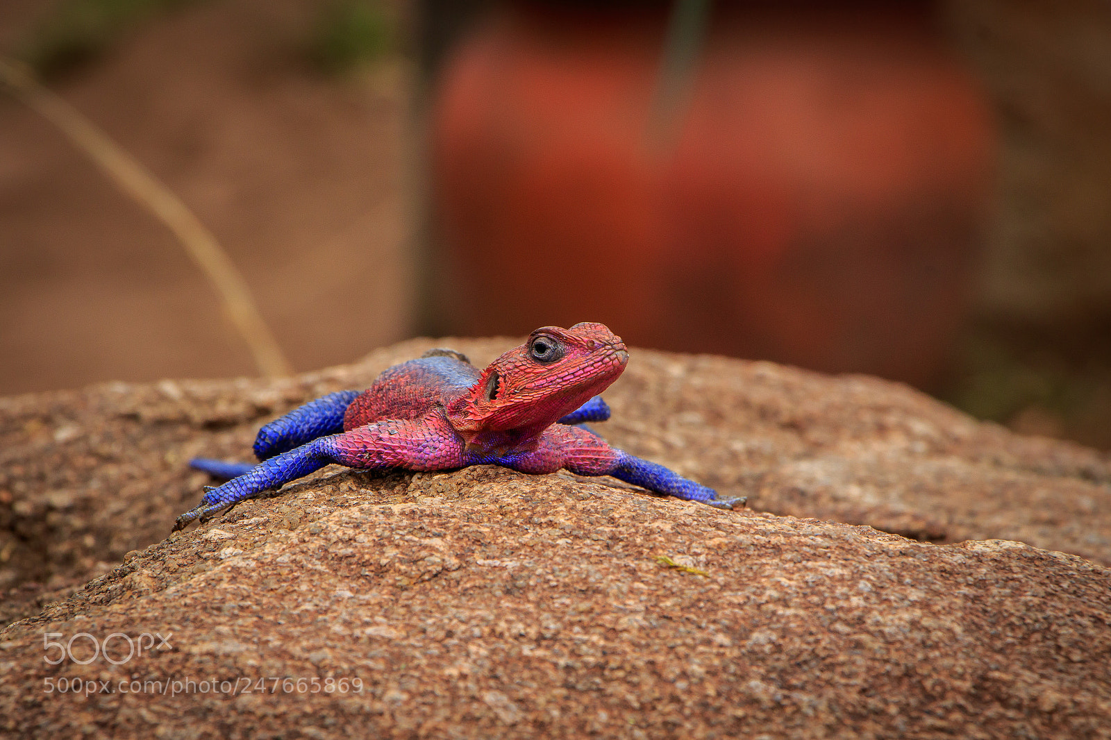 Canon EOS 7D Mark II sample photo. Tanzania - serengeti photography