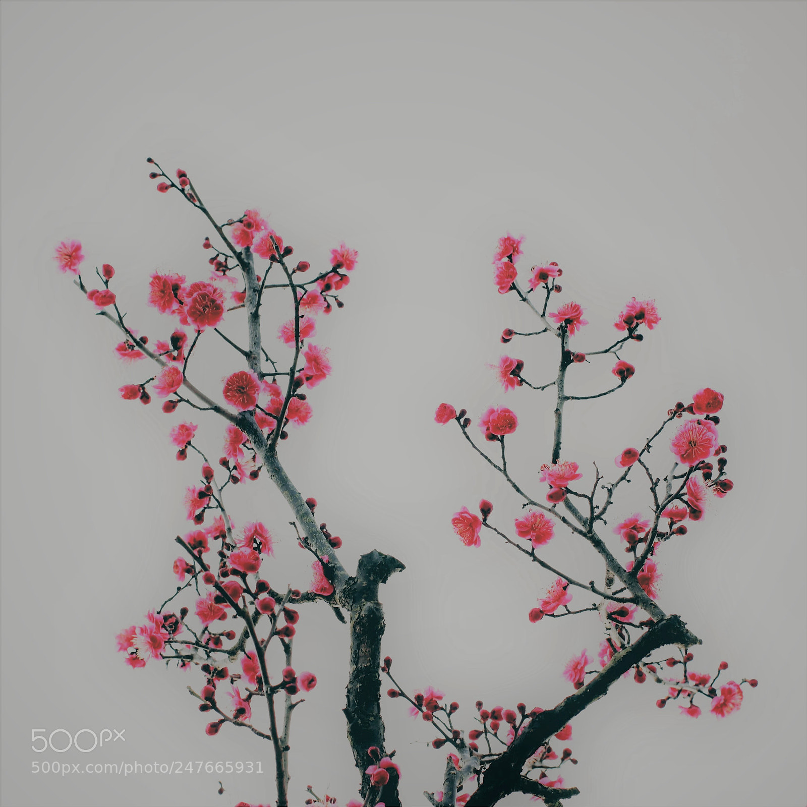 Canon EOS 600D (Rebel EOS T3i / EOS Kiss X5) sample photo. Ume tree with red photography