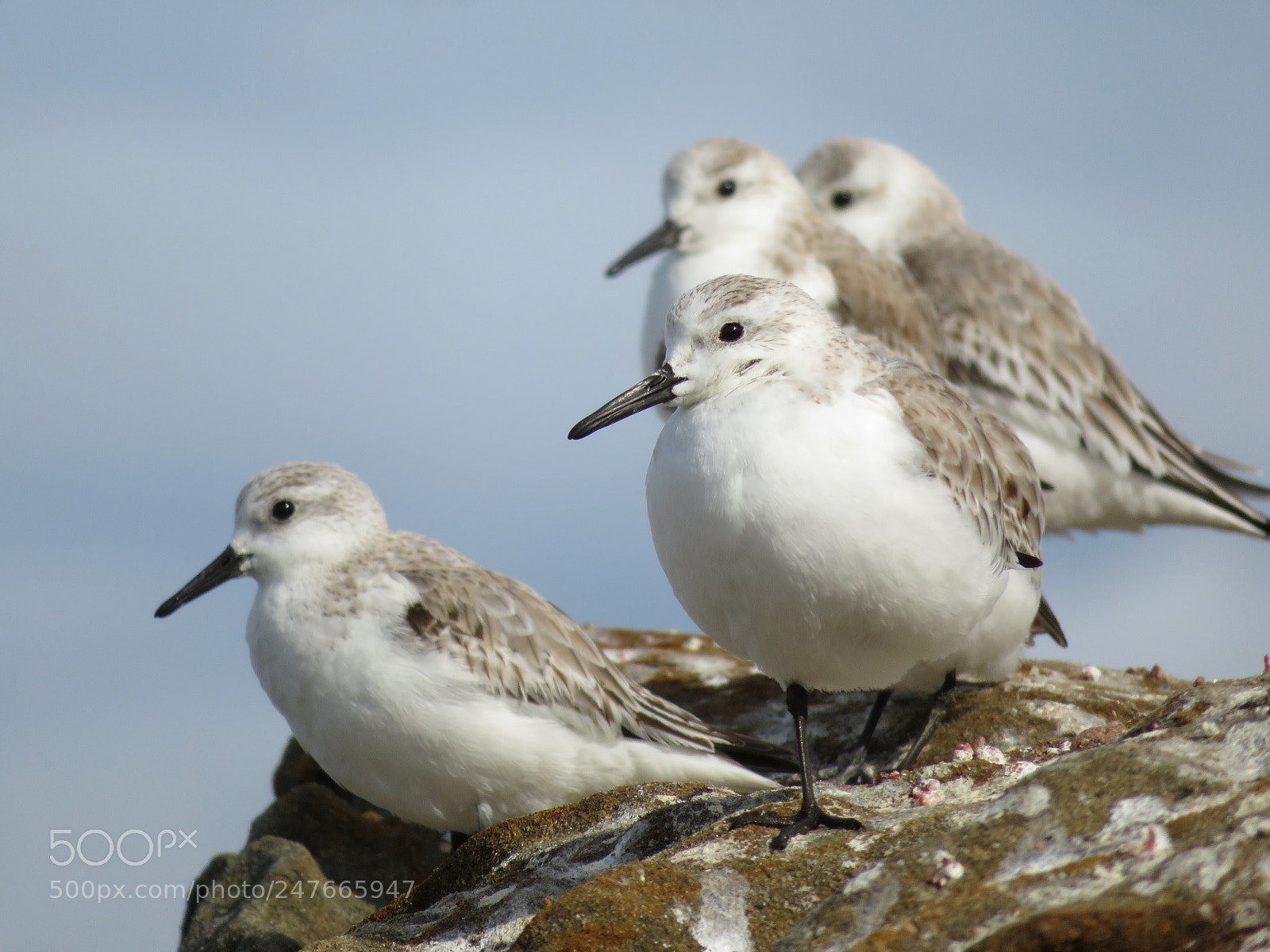 Canon PowerShot SX720 HS sample photo. Sandpipers photography