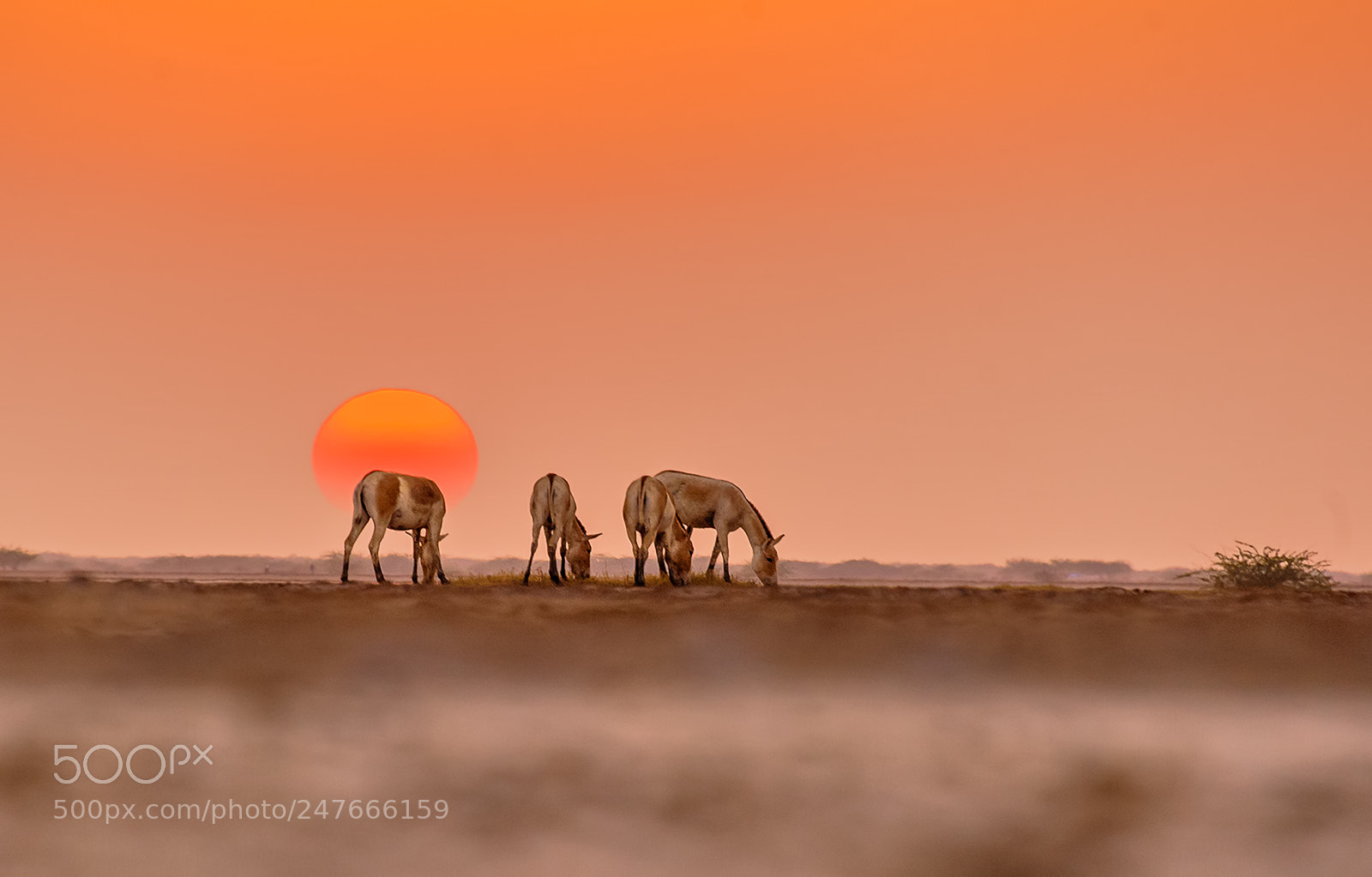 Nikon D700 sample photo. An evening in rann photography