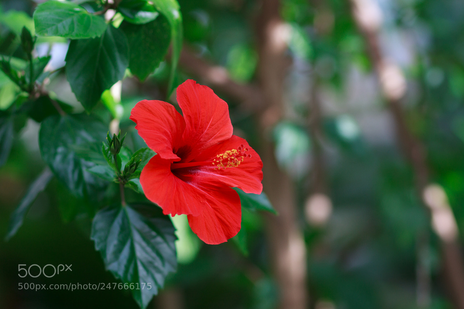 Canon EOS 60D sample photo. Red flower photography