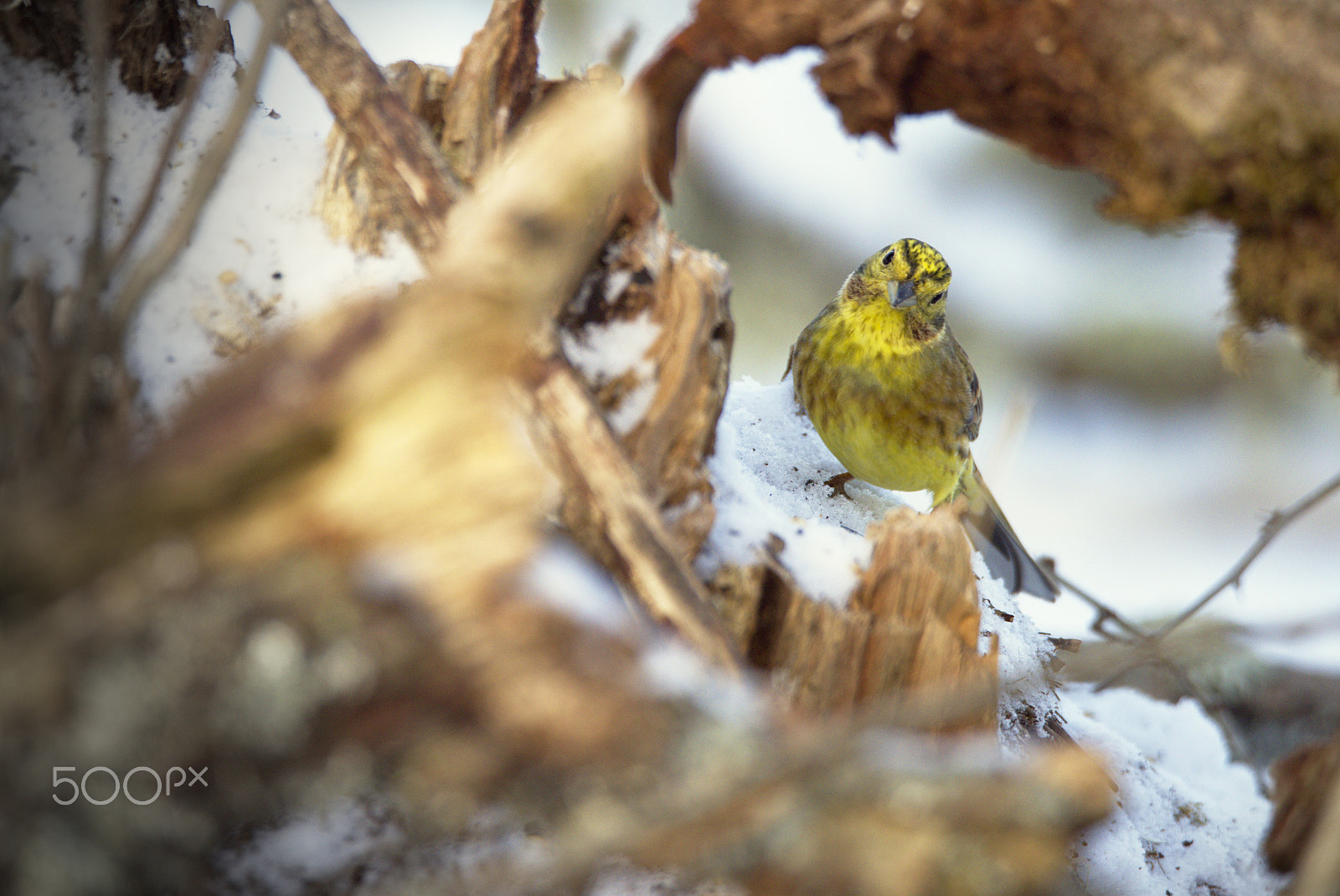 Nikon D810 sample photo. Peeking through photography