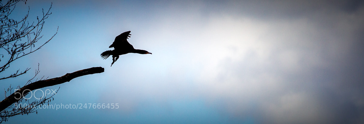 Canon EOS-1D Mark IV sample photo. Take off or reverse photography