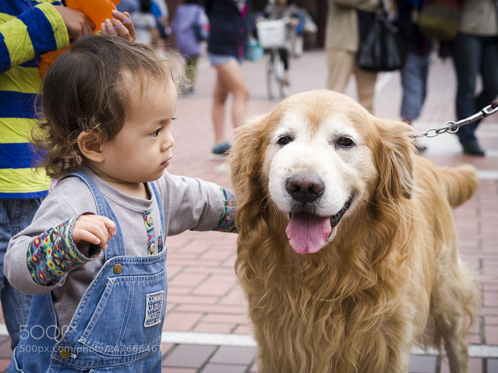 Pentax 645Z sample photo. I want this dog. photography